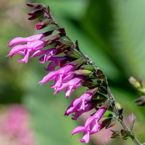 The elegant and richly colourful pink and dusky burgundy flower spike of the 'Pink Friendship Sage, Salvia 'Amistad' Pink.