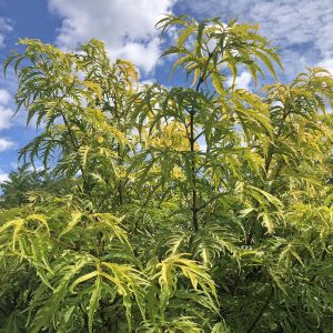 The beautiful, delicately lobed, yellow/lime green foliage of the Golden Elder, Sambucus nigra Golden Tower.