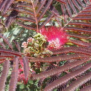 Vivid close-up of Evy’s Pride Persian silk pink-red powder puff flowers and buds.
