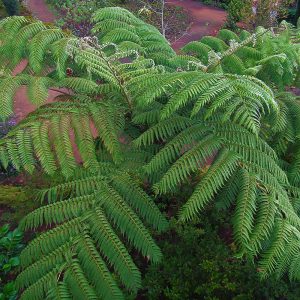 The beautiful fronds of the Last Tree Fern, Cyathea cooperi.