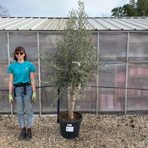 Olea europaea 'Arbequina'