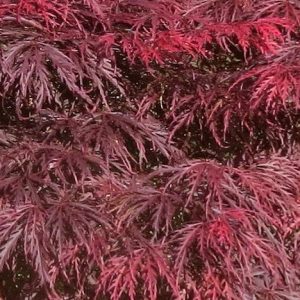 Acer palmatum 'Trompenburg'