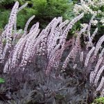 The massed white flower spikes and purple/black foliage of Actaea simplex (Atropurpurea Group) 'James Compton'