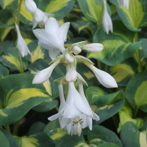 Hosta 'Dream Weaver'