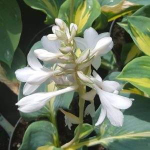 Hosta 'Thunderbolt'