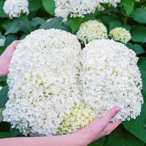 Handfuls of the huge frothy flowers of Hydrangea arborescens 'Annabelle'