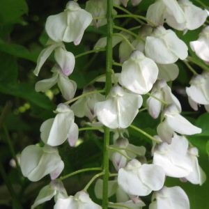 Wisteria floribunda 'Alba'
