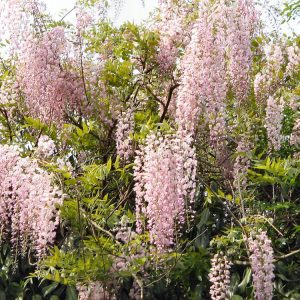 Wisteria floribunda f. rosea 'Hon-beni'