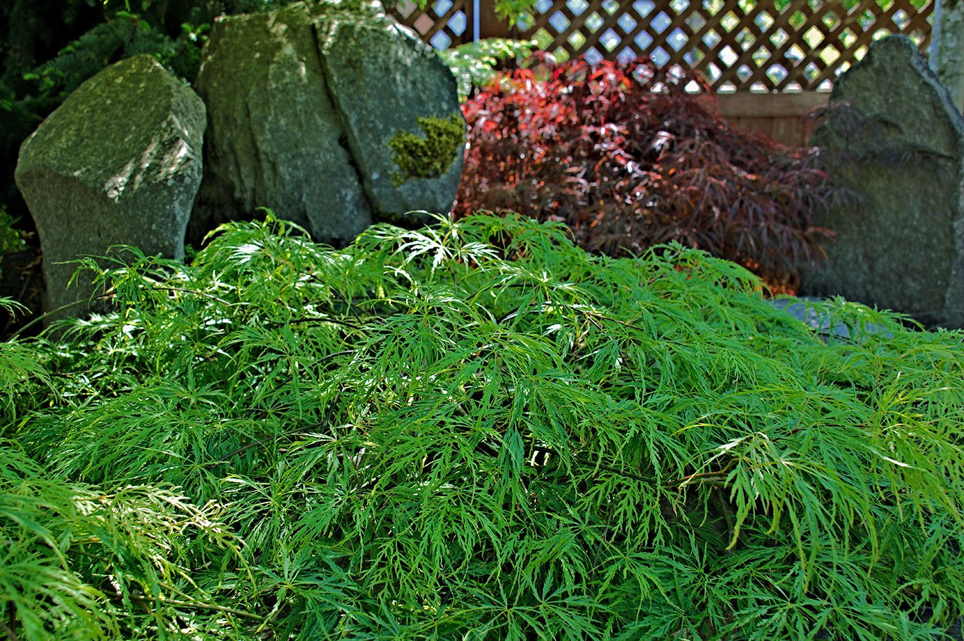 Acer Norfolk Suffolk patio tree