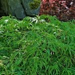 Ellen Maple lacy leaves