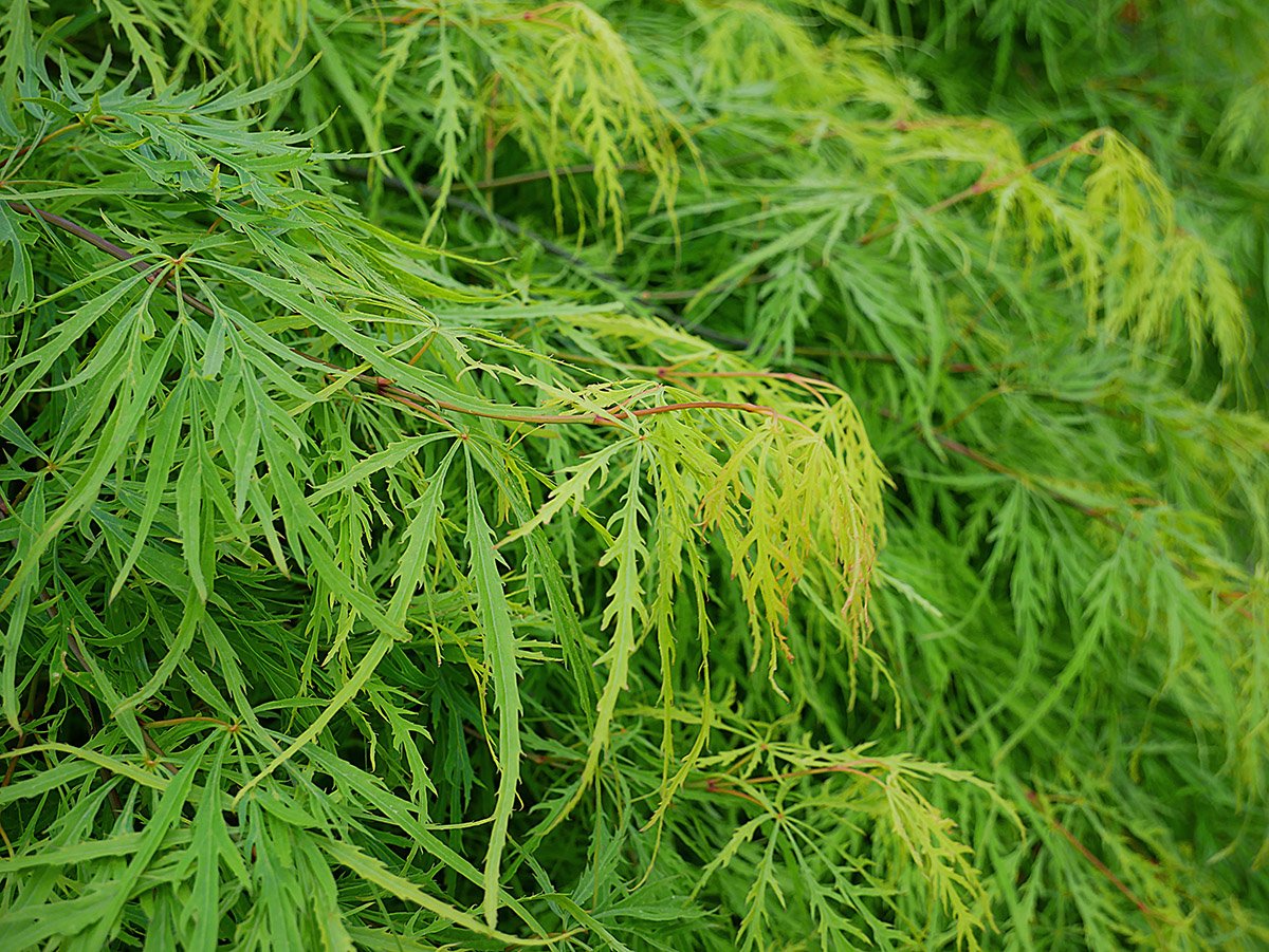 Acer Ellen yellow-green foliage