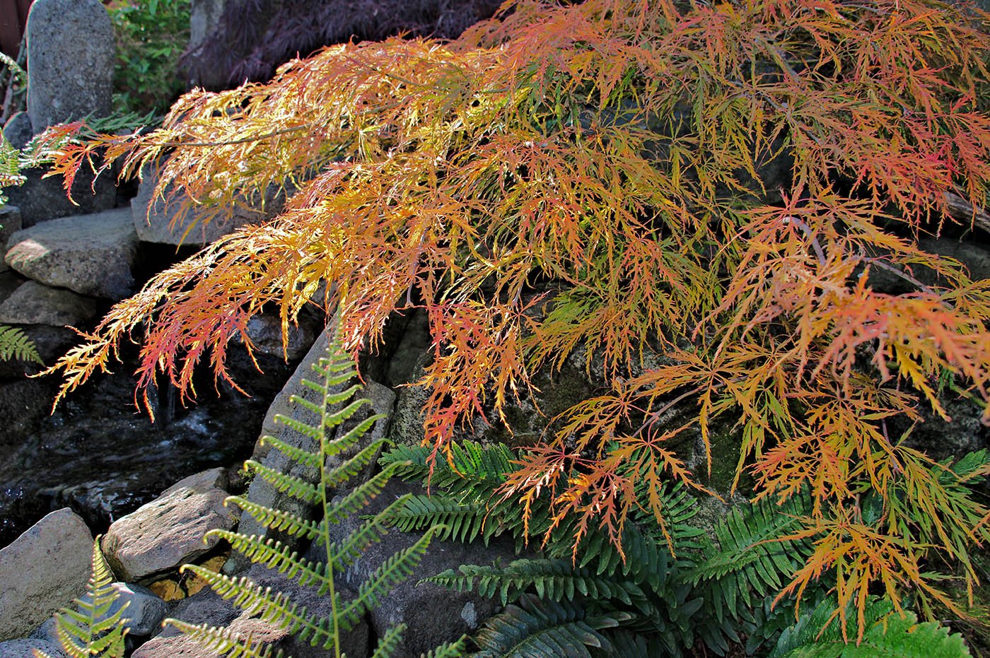 Weeping Japanese Maple autumn colour