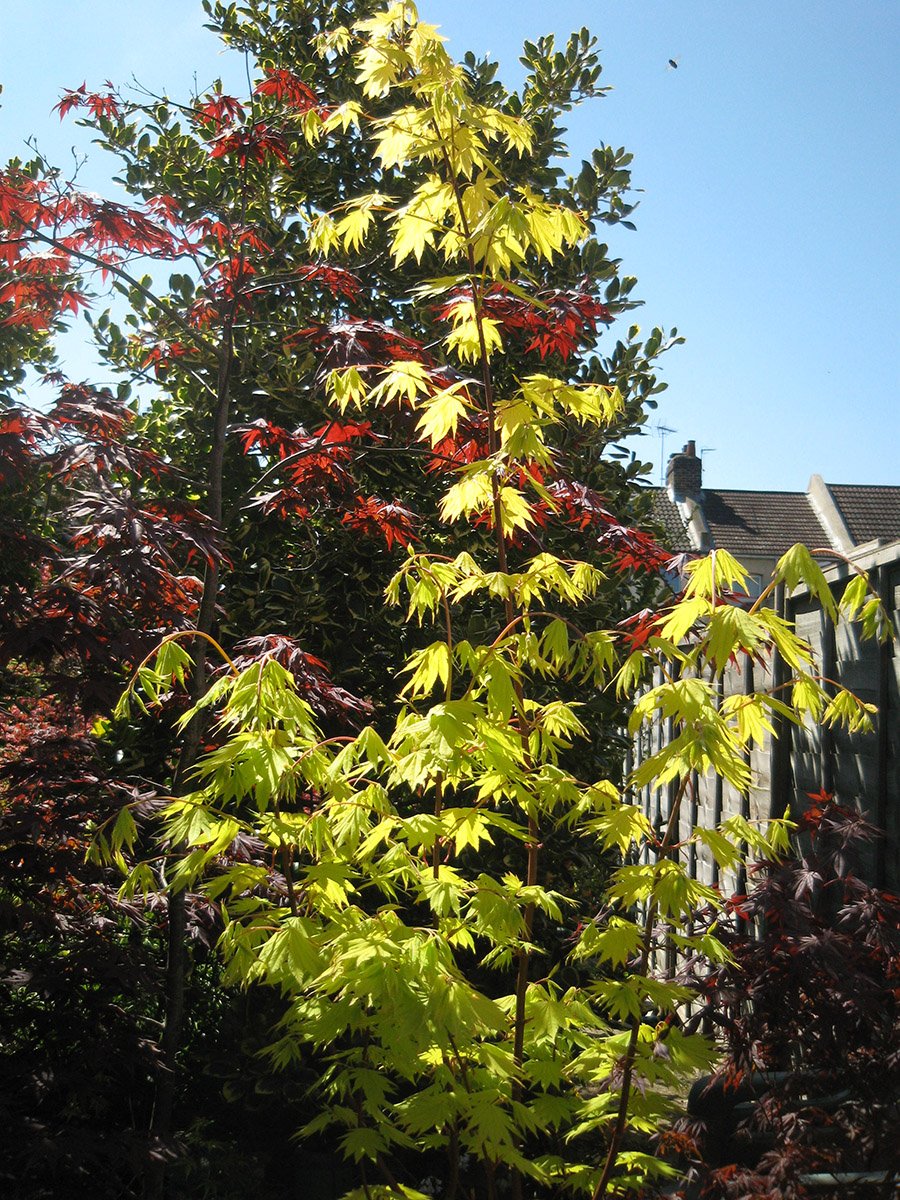 Acer Norfolk Suffolk patio tree