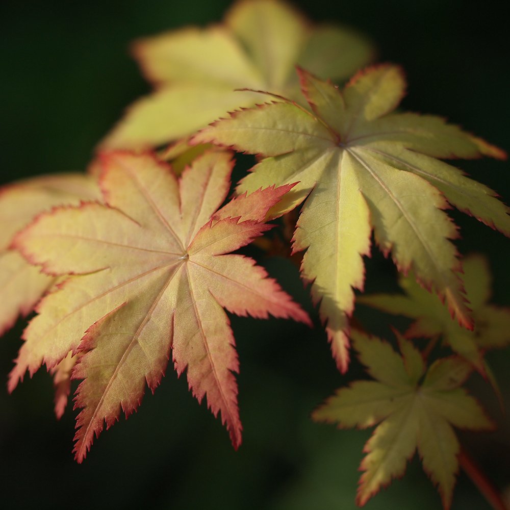 Patio Full Moon Maple autumn colour
