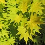 Acer shirasawanum Jordan golden foliage