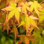 The colourful autumn foliage of the Japanese Maple variety Acer palmatum 'Sumer Gold'