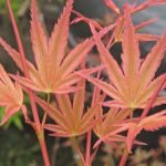 Acer Phoenix pink foliage