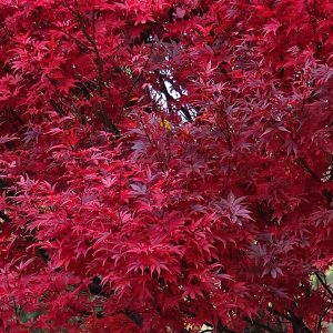 The red autumn foliage of Acer palmated 'Skeeter's Broom'.