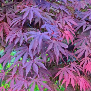 Patio Japanese Maple autumn colour Acer palmatum 'Yasemin'