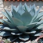 Drought tolerant succulent plants Agave ovatifolia rosette sun close-up.