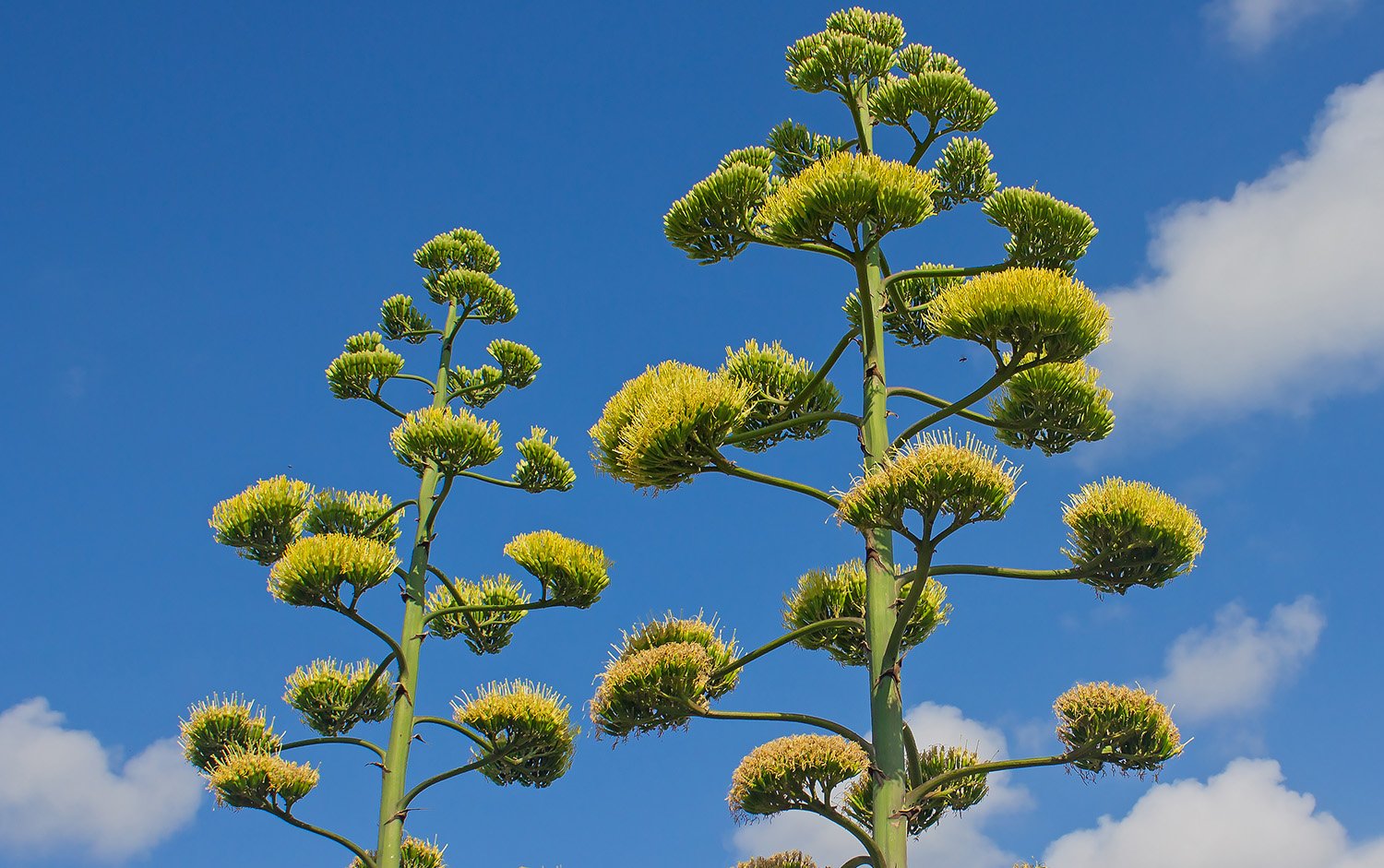 Drought tolerant succulent plants Agave ovatifolia spikes blue sky view