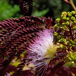 Summer chocolate silk tree flower and leaf.
