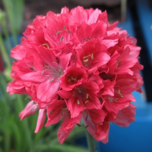 Armeria pseudarmeria Ballerina Red deep rosy red blooms
