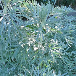 Coastal Shrub finely cut leaves