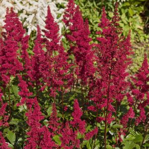Astilbe 'Etna'