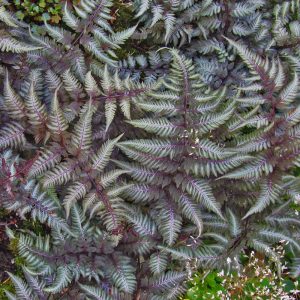Mass of silvery foliage on Burgundy Painted Fern Athyrium Burgundy Lace