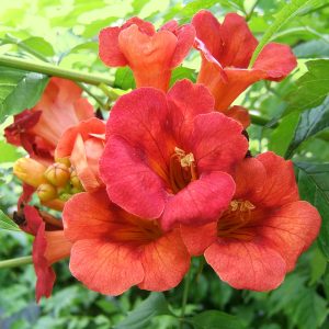 Cluster of red trumpet vibrant vine’s fiery tubular blooms in summer