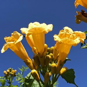 Pollinator-friendly vine single flower detail