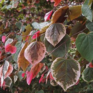 The painterly foliage of an oustanding Variegated Pink-Flowering Shrub, Cercis canadensis Carolina Sweetheart