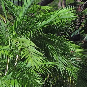 Chamaedorea seifrizii tropical patio palm