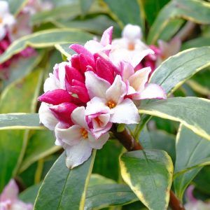 The early spring/late winter strongly scented flowers of of the winter Daphne, Daphne odora marianni.