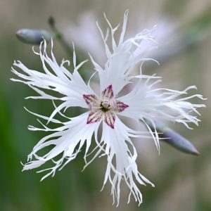 Dianthus arenarius