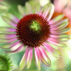 Echinacea purpurea 'Green Twister'
