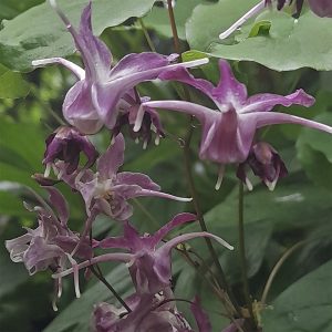 Purple-flowered ground-cover for shade Epimedium Lilafee flower group close-up