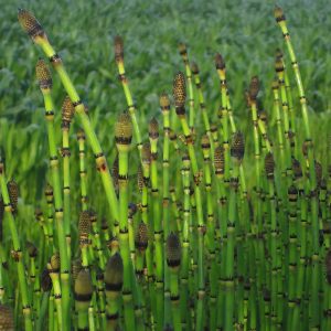 Modern reed garden plant stems with strobili close-up