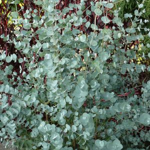 The compact foliage of Eucalyptus 'Azura', a perfect hedging/screening plant with silver-pink leaves