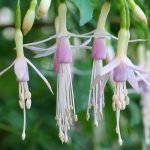 The beautiful palest pink and lilac pendulous flowers of Fuchsia magellanica var. molinae ‘Alba’