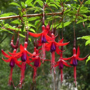 The elegant pendulous flowers of Fuchsia 'Riccartonii'