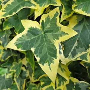 Evergreen ivy Goldheart gold-margined leaf close-up