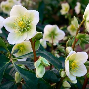 Helleborus niger