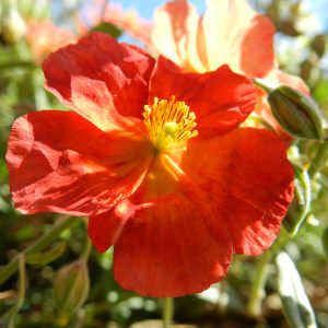 Helianthemum 'Fire Dragon' with red flowering spreading shrub orange-red blooms
