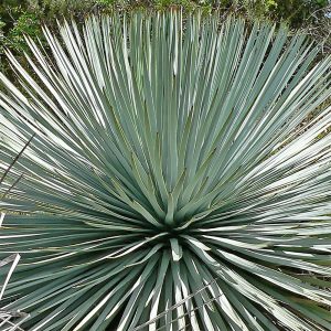 Hesperoyucca whipplei silver-blue sword-like leaves