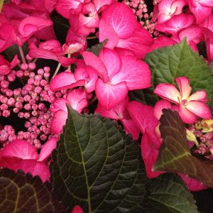 Richly coloured patio hydrangea Hydrangea Daredevil flowers foliage close-up