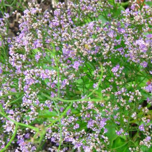 Close-up of the blooms of Limonium platyphyllum purple flowering perennial