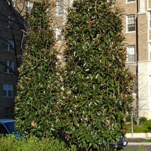 Columnar Bull Bay formal garden structure