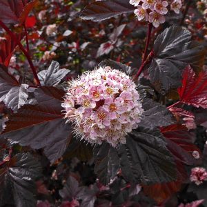 Atlantic Ninebark white-pink flowers